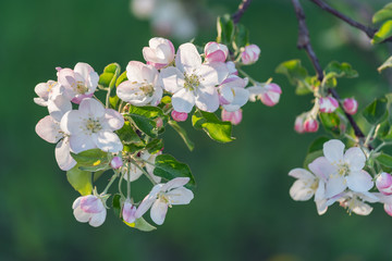 White Cherry Flowers Branch On The Foreground Picture
