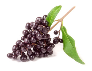 branch of Wild privet or Ligustrum vulgare isolated on white background