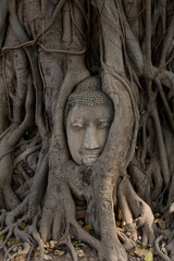 Ruiny świątyń, Ayutthaya,Tajlandia - obrazy, fototapety, plakaty