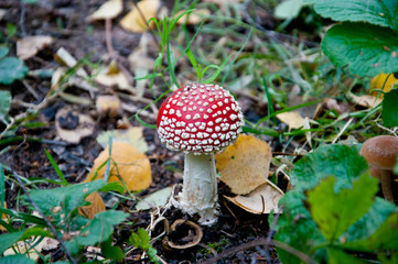mushroom