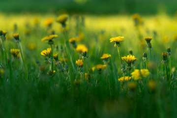 Yellow Dandelion Flowers Meadow Close Up