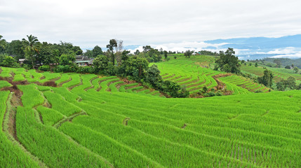 Fototapeta na wymiar Green terraced rice field