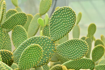 Fotobehang Cactus in de botanische tuin van koningin Sirikit © giftography