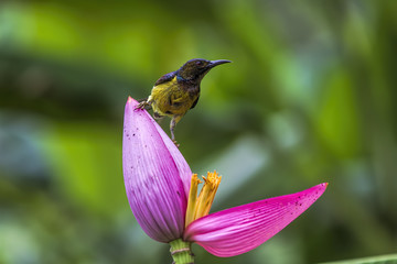 small, thailand, fly, licenses, bird, garden, white, close, color, winter, banana, colorful, enthrones, brothered, feather, song, male, beautiful, branch, wild, nature, perching, animal, wildlife 
