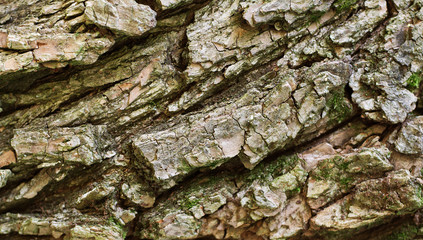 Tree bark texture background.