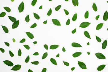 green leafs on white background.