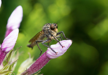 Robber Fly