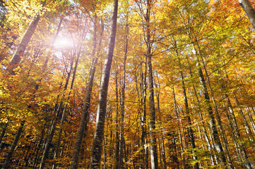 Beautiful golden forest treetops in fall like from fairy tale.