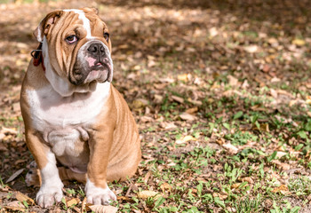 English bulldog outdoor