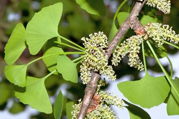 Foliage and pollen-bearing cones of male ginkgo (Ginkgo biloba).