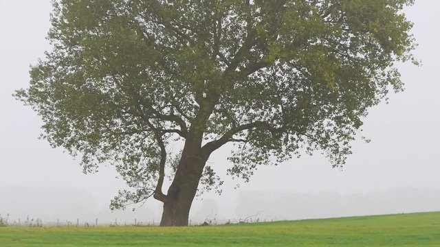 Laubbaum auf der Wiese