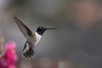 Fototapeta na wymiar Black-chinned Hummingbird Male in flight