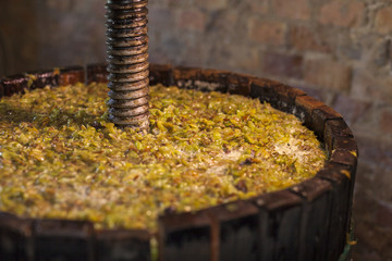 Grape harvest: Wine press with white must and helical screw
