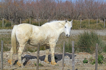 Cheval Camargue