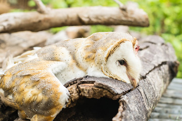 Owls on Halloween, Owl of death