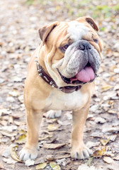 Cute english bulldog outdoor