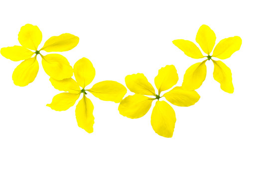 Flowers of Cassia fistula or Golden shower, national tree of Thailand isolated on white background.Saved with clipping path.