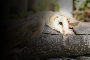 Owls on Halloween, Owl of death