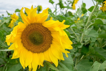 Obraz premium Sunflowers field in Georgia