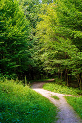 Photo of an old trees with road in a green forest