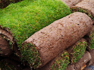 Carpet of turf - roll of sod - turf grass roll 