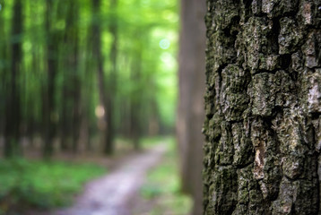 Photo of an old tree in a green forest