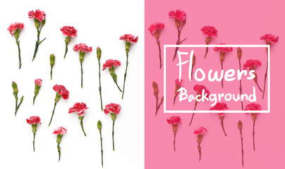 Carnation flowers background. Flat lay composition