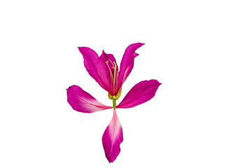Closed up pink Bauhinia purpurea  flower or Butterfly Tree isolated on white background.Saved with clipping path.