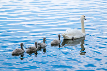 White Swan family