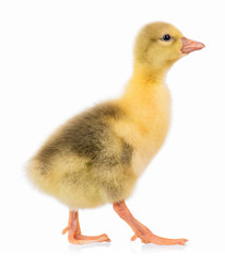 Cute little newborn gosling, isolated on a white background. Portrait of newly hatched goose on a chicken farm.