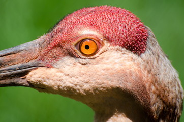 Sandhill crane closeup