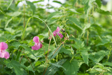 Rosa Blüten
