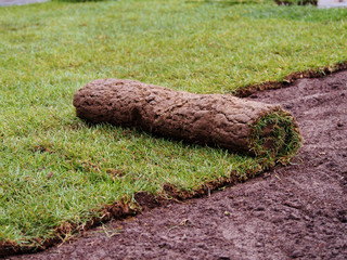 Carpet of turf - roll of sod - turf grass roll 