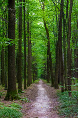 Fototapeta na wymiar Photo of an old trees with road in a green forest