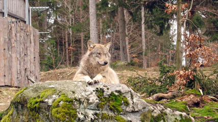 Einsamer Wolf