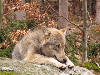 Fototapeta premium Müder Wolf