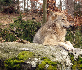 Wolf beobachtet
