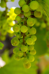 Photo of a branch of green vine grapes