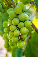Photo of a branch of green vine grapes