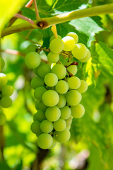 Photo of a branch of green vine grapes