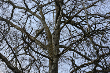 Arbres.