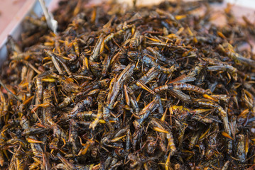 Fried insects on the Thai market closeup