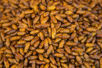 Fried insects on the Thai market closeup
