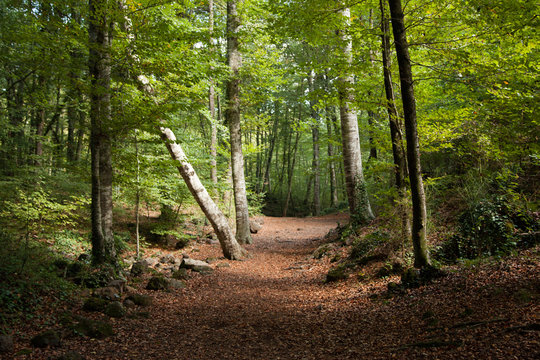 camino del bosque