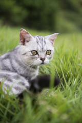 Kitty on the grass