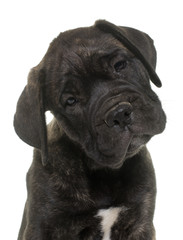puppy bull mastiff