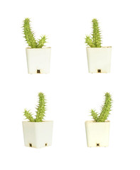 Closeup group of cactus in white plastic pot isolated on white background with clipping path