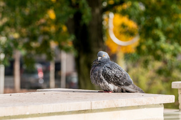 Pigeon des villes