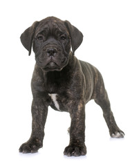 puppy bull mastiff