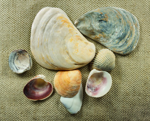 Set of sea conch mollusc.